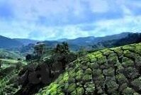 麻豆大菠萝福建天美传媒-麻豆大菠萝与福建天美的文化碰撞与交融